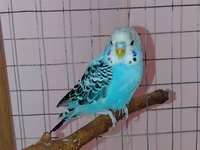 Məhsul: Dalmatin naxışlı mavi-bulat rəngli dalğa papuqayı (budgerigar) — фото 1