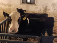 Bulle, Russian Black pied cattle — Foto 8