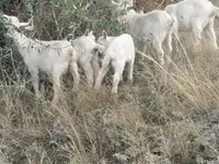 Dişi keçi, Alpine goat — foto 3