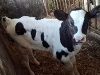 公牛, Russian Black pied cattle — 照片 1