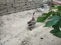 Geese — foto 2