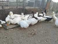 Ducks — Foto 8