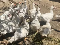 Ducks — الصورة 2