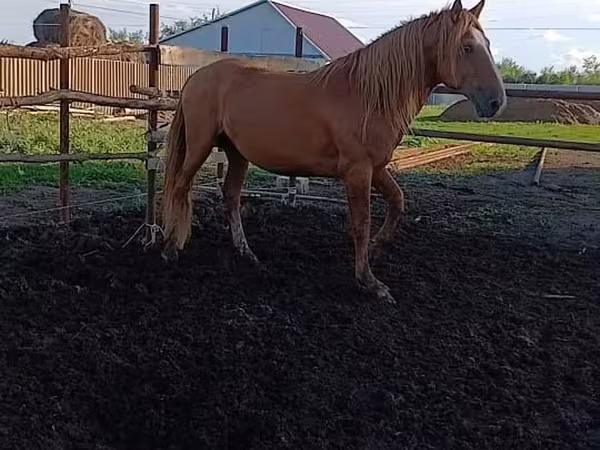 Aygʻir, Kushum Horse