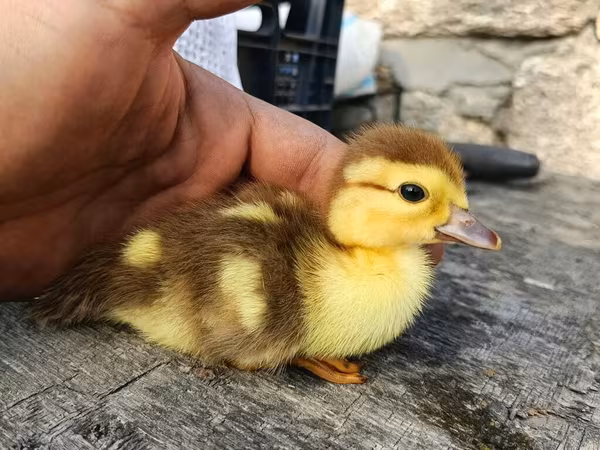 Ducks