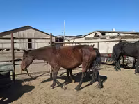 घोड़ी, Horse breed — फ़ोटो 4