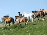 فرس, Horse breed — الصورة 3
