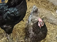 Brahma — Foto 8