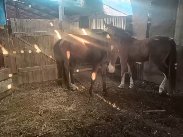 Mare, Horse breed