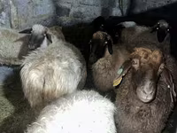 Ram, Sheep — photo 3