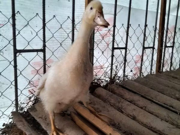American Pekin