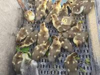 Ducks — फ़ोटो 4