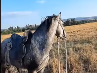 Caballo, Azerbaijan horse — foto 2