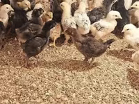 Chickens — الصورة 3