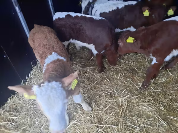 Toro, Simmental cattle