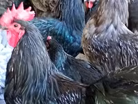 Australorp — Foto 2