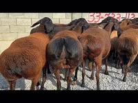 Widder, Hissar sheep — Foto 2