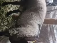 Қошқар, Rhon sheep — 1-сурет