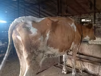 गाय, Simmental cattle — फ़ोटो 1