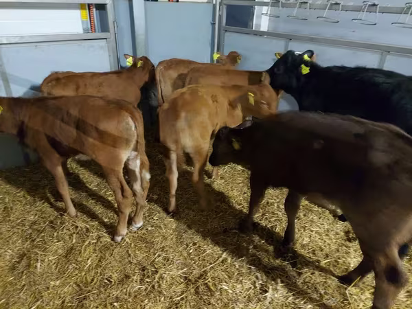 Vaca, Ganado vacuno