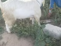 عنزة, Saanen goat — الصورة 1