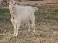 Ziegenbock, Russian White goat — Foto 2