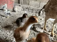 Chickens — फ़ोटो 1