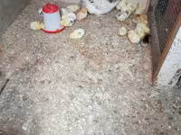 Chickens — 3-сурет