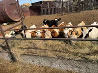 Cow, Simmental cattle — photo 7