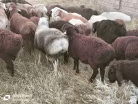 公羊, Sheep — 照片 6