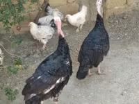 Turkeys — الصورة 1