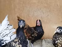 سيبرايت — الصورة 3
