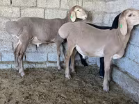 كبش, Arashan sheep — الصورة 8