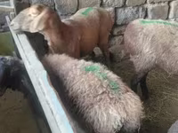 كبش, الأغنام — الصورة 6