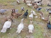 Ducks — Foto 2