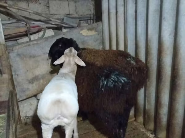 Qoç, Qoyunlar