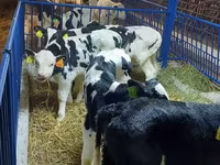Bulle, Simmental cattle — Foto 4