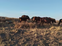 حصان, Kazakh horse — الصورة 2