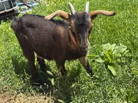 Ешкі, Nubian Goat — 2-сурет