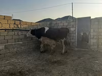 Sigir, Simmental cattle — 4-rasm