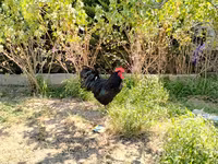 Australian Pit Game fowl — Foto 1