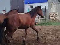 At, Horse breed — foto 5