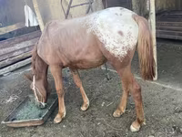 Caballos (lote, sexo no especificado), Caballos — foto 2