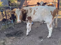 Toro, Simmental cattle — foto 1