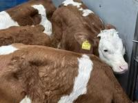 Rinder (Partie, Geschlecht nicht angegeben), Russian Black pied cattle — Foto 8
