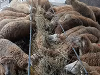 Yem qabı, Yem üçün, Heyvanlar üçün — الصورة 2