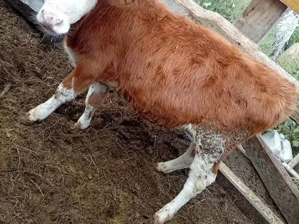 Bulle, Kasachische Weißkopfkuh