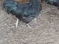 Australian Pit Game fowl — Foto 1