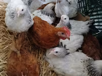 Chickens — फ़ोटो 1