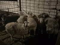 Ram, Sheep — photo 4
